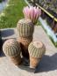 Preview: Echinocereus pectinatus